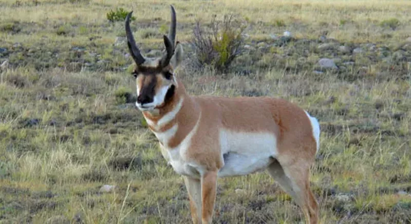 Image: The Sonoran pronghorn is one of dozens of Arizona species protected under the Endangered Species Act of 1973.