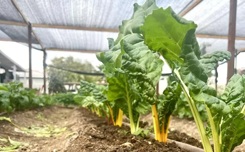 Image: What fewer farms and aging farmers means for Arizona's food system