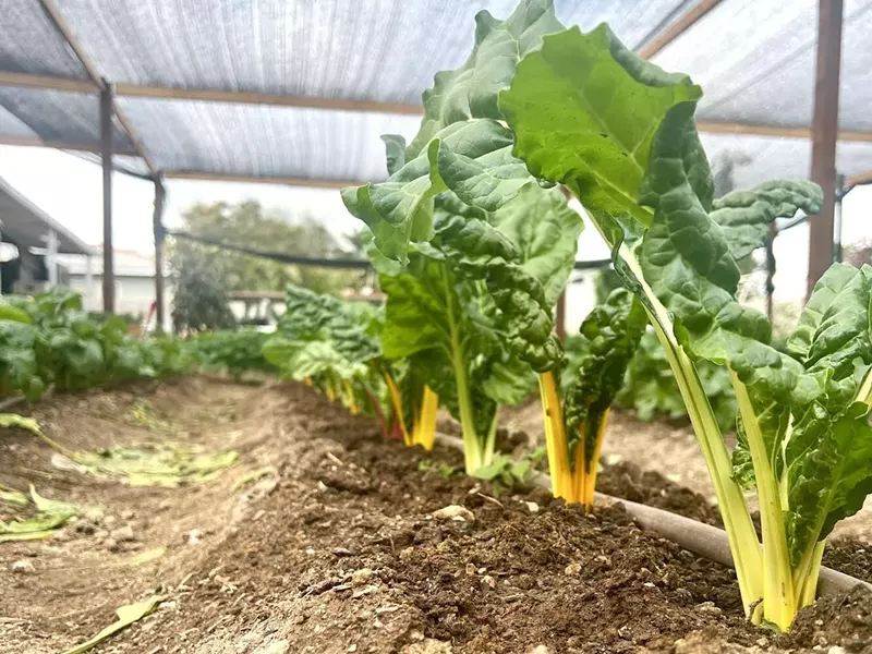 Image: Farms in Arizona look different than they once did. Shamba AZ, an urban microgreen farm in north Phoenix, is one example.