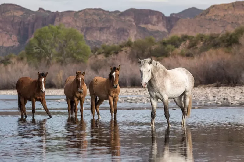 Image: wild horses in a river