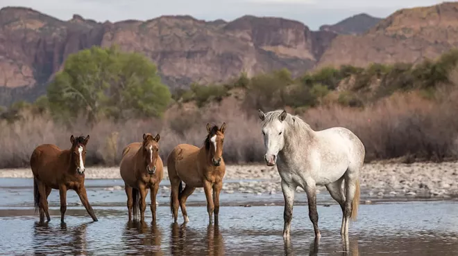 wild horses in a river