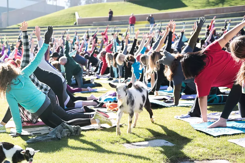 Image: Arizona Goat Yoga recently broke a world record.