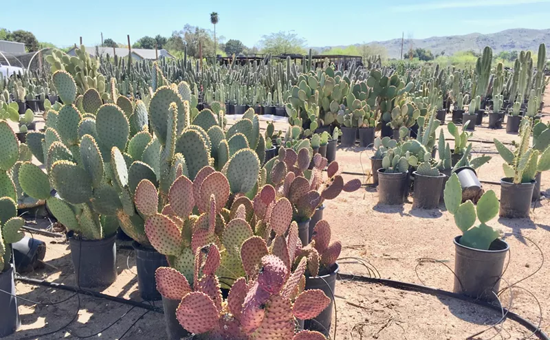 Image: Your Guide to Plant Shopping in South Phoenix's Agro Row
