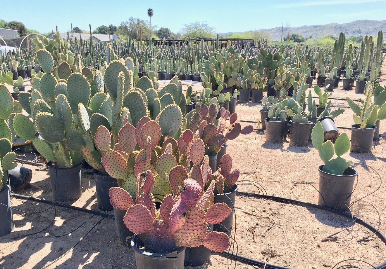 There are plenty of nurseries and garden centers along Southern Avenue by South Mountain.